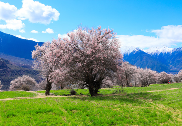 【西藏旅游尊貴環(huán)飛八天】林芝+桃花溝+大峽谷+苯日神山+巴松措+布達(dá)拉宮+大昭寺